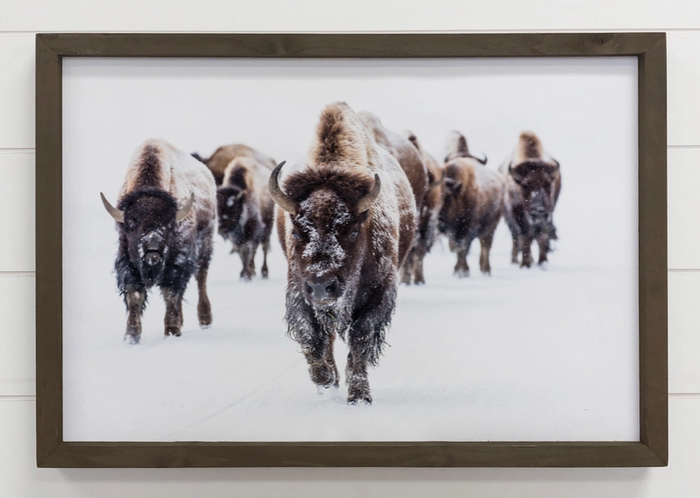 Wood Framed Wildlife Photography - Bison Group