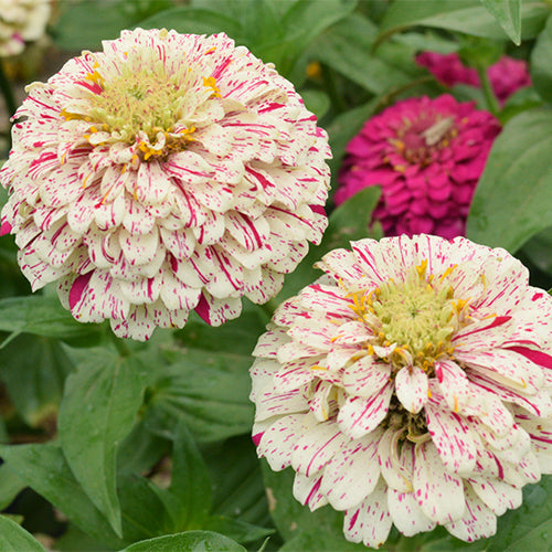 Zinnia-Elegans-Zinnia-Seeds