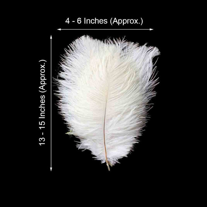 White feather measuring 4-6 inches wide and 13-15 inches long.