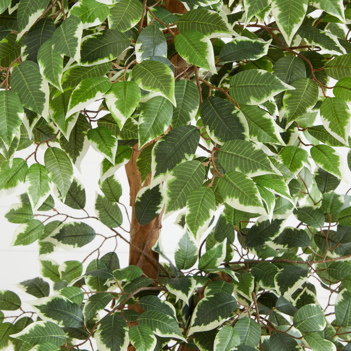6’ Variegated Ficus Tree