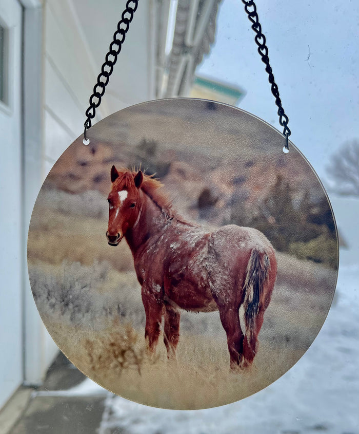 Colt Auggie (circle)