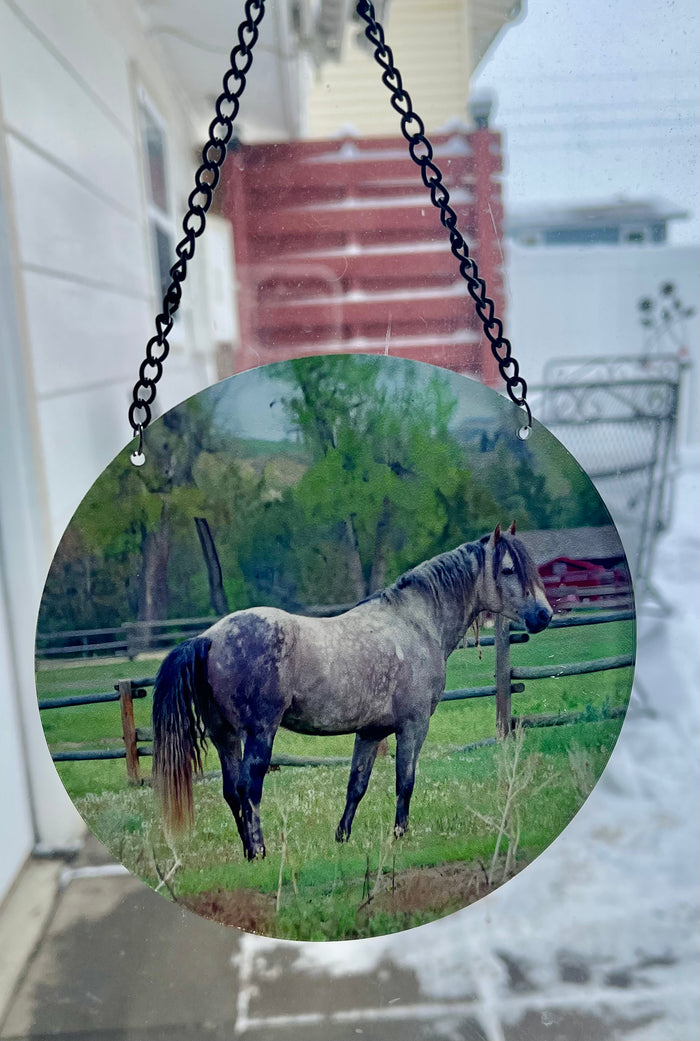Stallion Nicols (circle