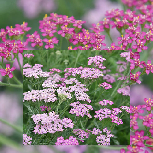 White Yarrow Seeds