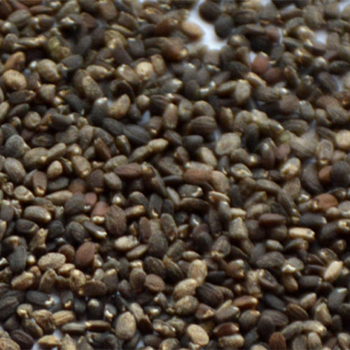 Agastache Seeds