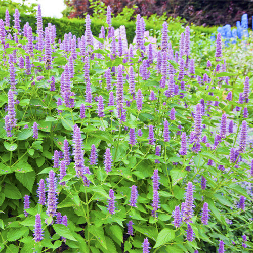 Agastache Rugosa & Agastache Seeds