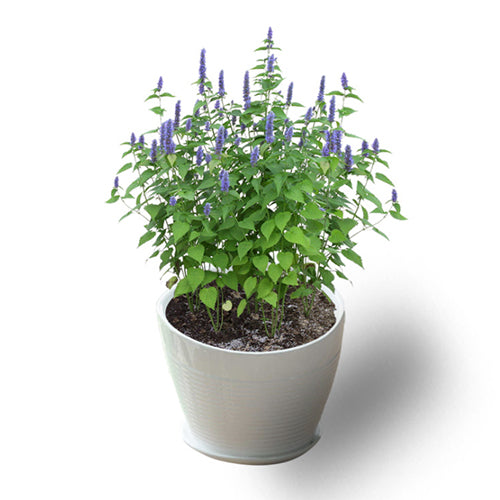 Agastache-Rugosa-Agastache-Seeds