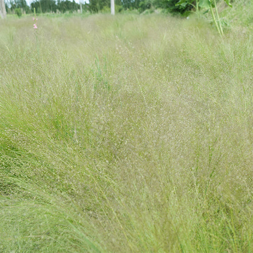 Agrostis-Nebulosa-Seeds