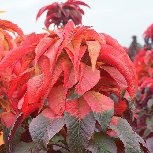 Amaranthus-Tricolor-Joseph’s-Coat-Seeds