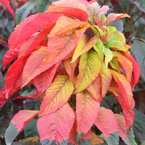 Amaranthus-Tricolor-Joseph’s-Coat-Seeds