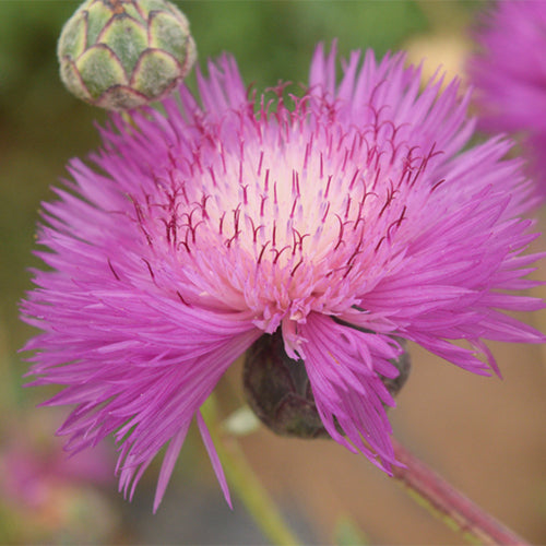 Amberboa-Moschata-Sweet-Sultan-Seeds