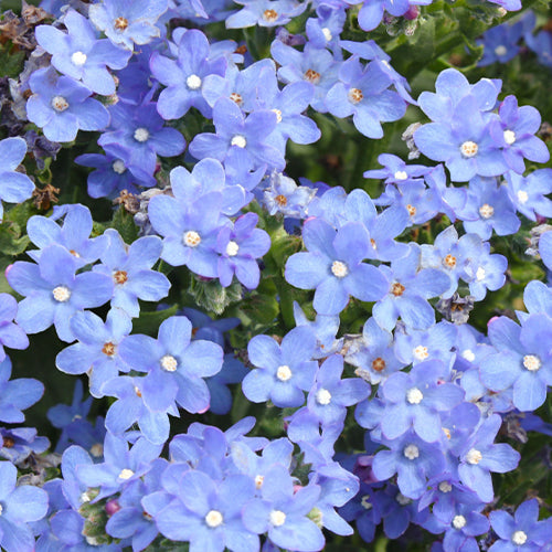 Anchusa Capensis Seeds