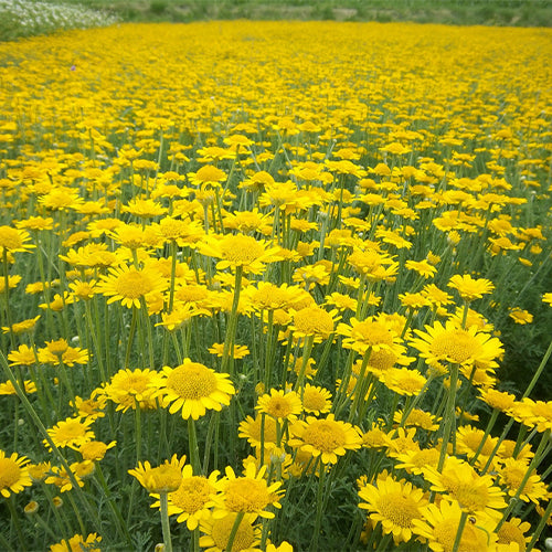 Anthemis-Tinctoria-Seeds