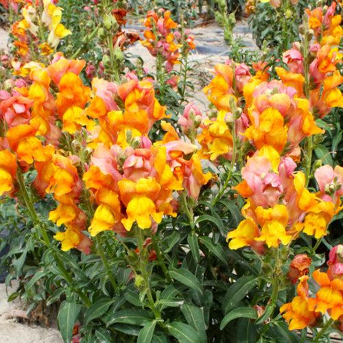 1000 Seeds / Medium Orange