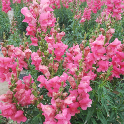 1000 Seeds / Draft Rose