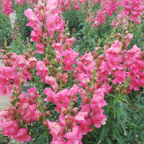 Antirrhinum Majus & Snapdragon Seeds