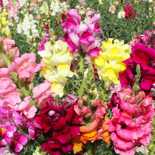 Antirrhinum Majus & Snapdragon Seeds