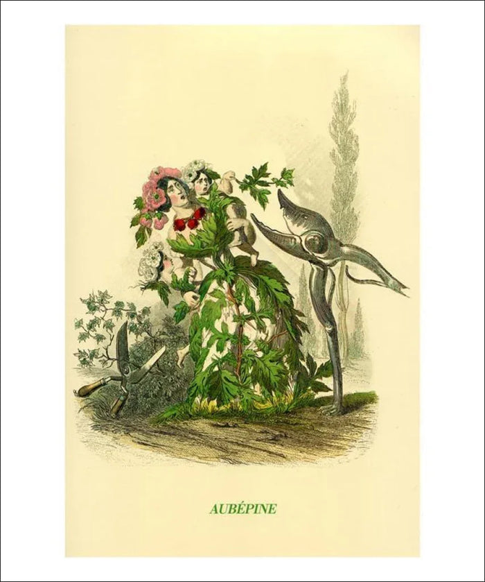 Aubepine and Hawthorn, J.J. Granville - VINTAGEARTREPRINTS.COM