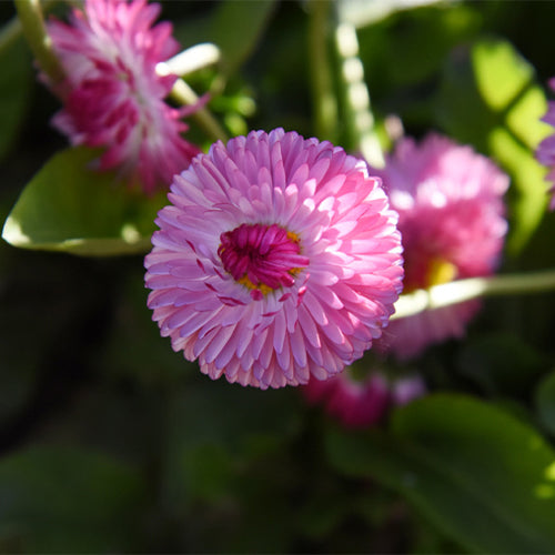 Bellis-Perennis-Daisy-Seeds