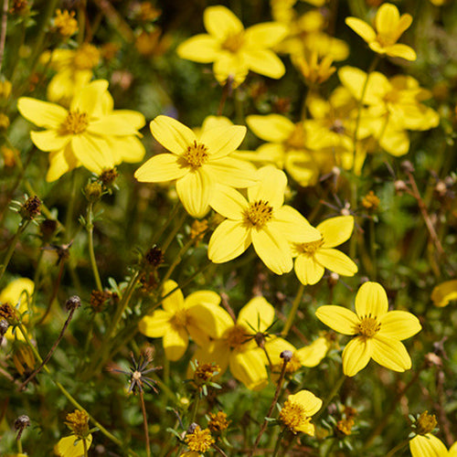 Bidens Bipinnata & Prickly Needle Grass Seeds