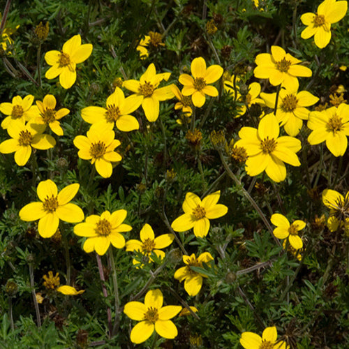 Bidens Bipinnata & Prickly Needle Grass Seeds