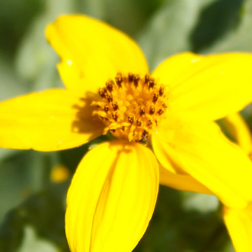 Bidens Bipinnata & Prickly Needle Grass Seeds