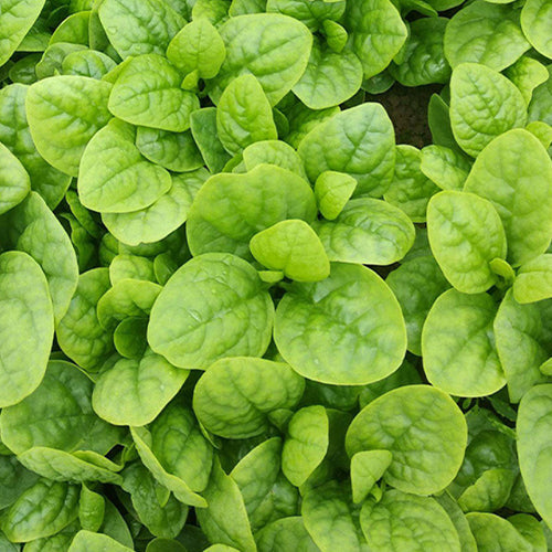 Big Leaf Malabar Spinach Seeds