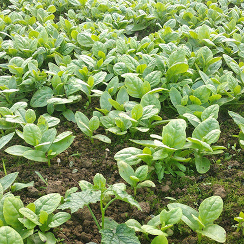 Big Leaf Malabar Spinach Seeds