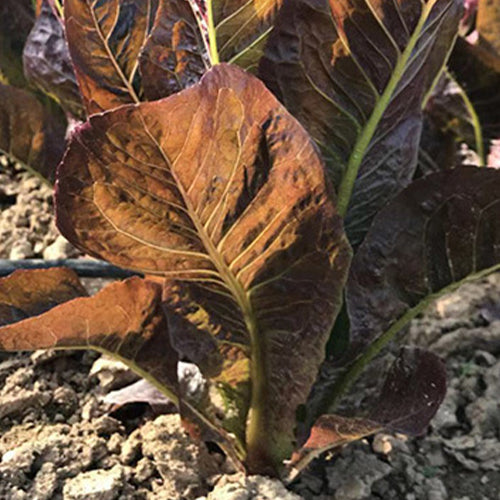 Black-Romaine-Lactuca-Sativa-Seeds