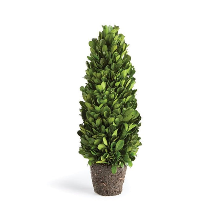 Boxwood Cone Topiary Drop-In, 12"