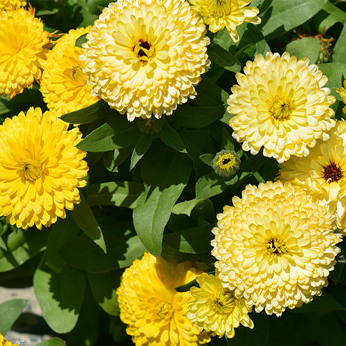 Calendula-Officinalis-Marigold-Pot-Seeds
