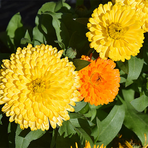 Calendula-Officinalis-Marigold-Pot-Seeds