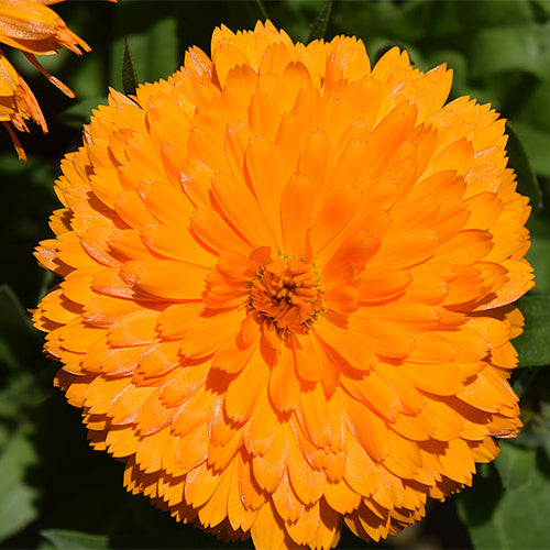 Calendula-Officinalis-Pot-Marigold-Seeds