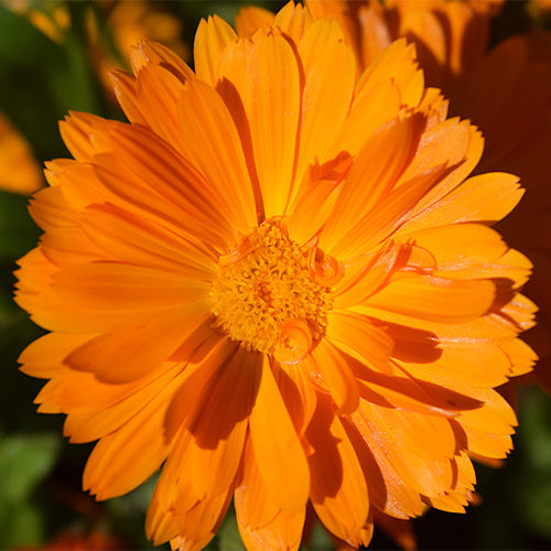 Calendula-Officinalis-Pot-Marigold-Seeds