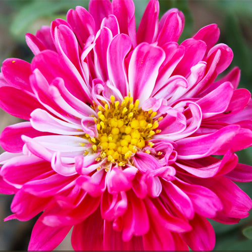 Callistephus Chinensis & China Aster Seeds