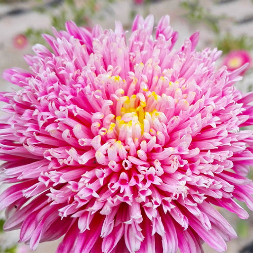 1000 Seeds / Rose