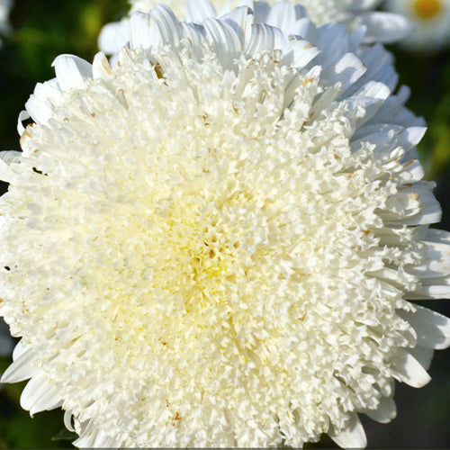 1000 Seeds / White