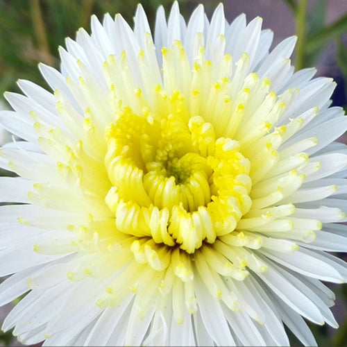 1000 Seeds / Yellow