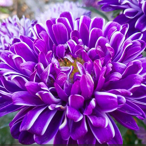 Callistephus Chinensis & China Aster Seeds