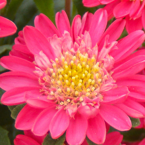 Callistephus Chinensis & China Aster Seeds