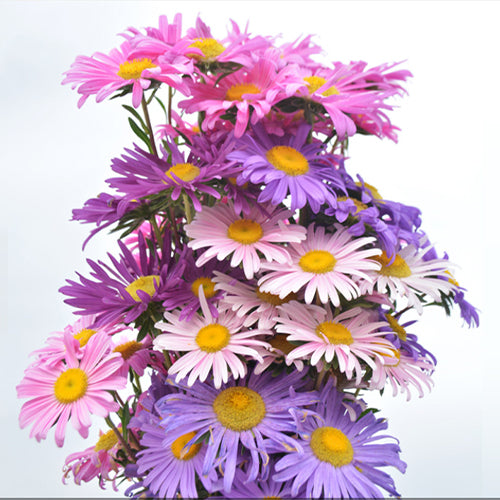 Callistephus Chinensis & China Aster Seeds