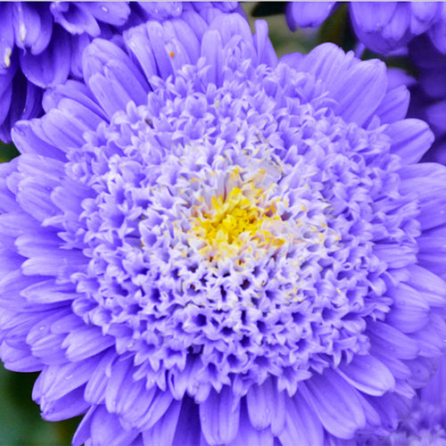 Callistephus Chinensis & China Aster Seeds
