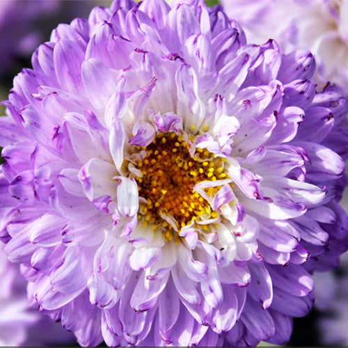 Callistephus Chinensis & China Aster Seeds