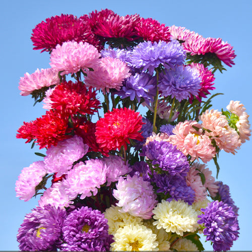 Callistephus Chinensis & China Aster Seeds