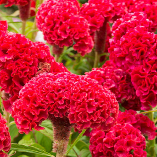 Celosia Argentea & Heads Cockscomb Seeds