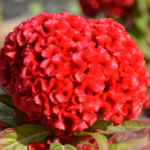 Celosia Argentea & Heads Cockscomb Seeds