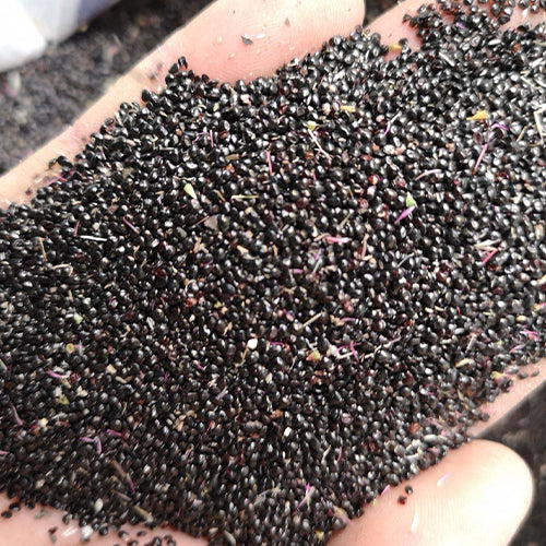 Celosia Argentea & Heads Cockscomb Seeds