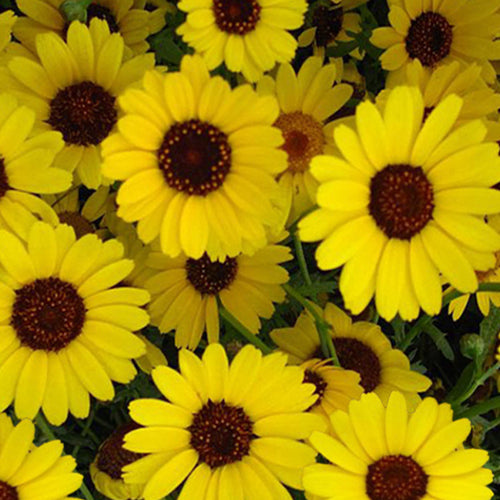 Chrysanthemum Frutescens & Paris Daisy Seeds