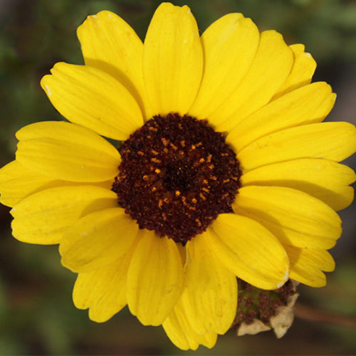 Chrysanthemum Frutescens & Paris Daisy Seeds