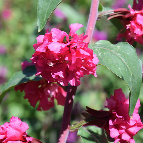Clarkia-Elegans-Clarkia-Unguiculata-Seeds