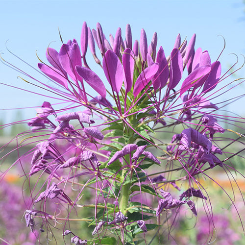 Cleome-Spinosa-Spider-Flower-Seeds